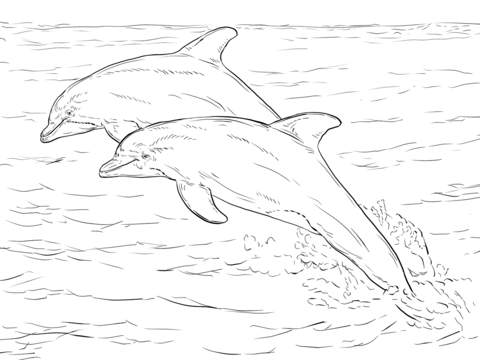 Two Atlantic Bottlenose Dolphins Coloring Page